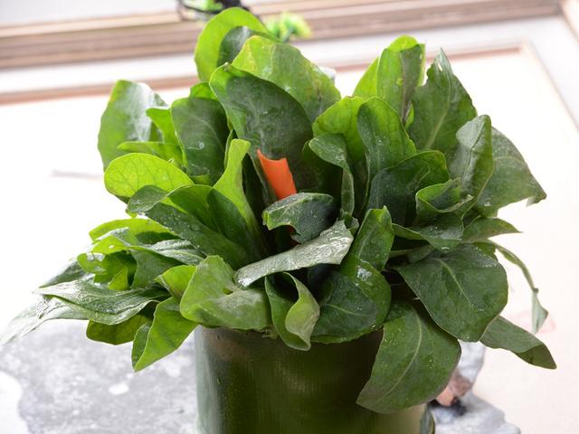 秋冬盆栽"板蓝根",防治感冒身体好!满盆绿油油,还能炒着吃!