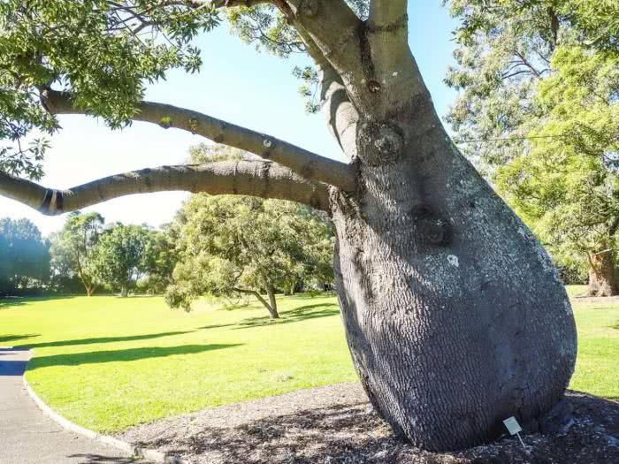 沙漠中的救命树,形似瓶子,一棵树可储水2吨