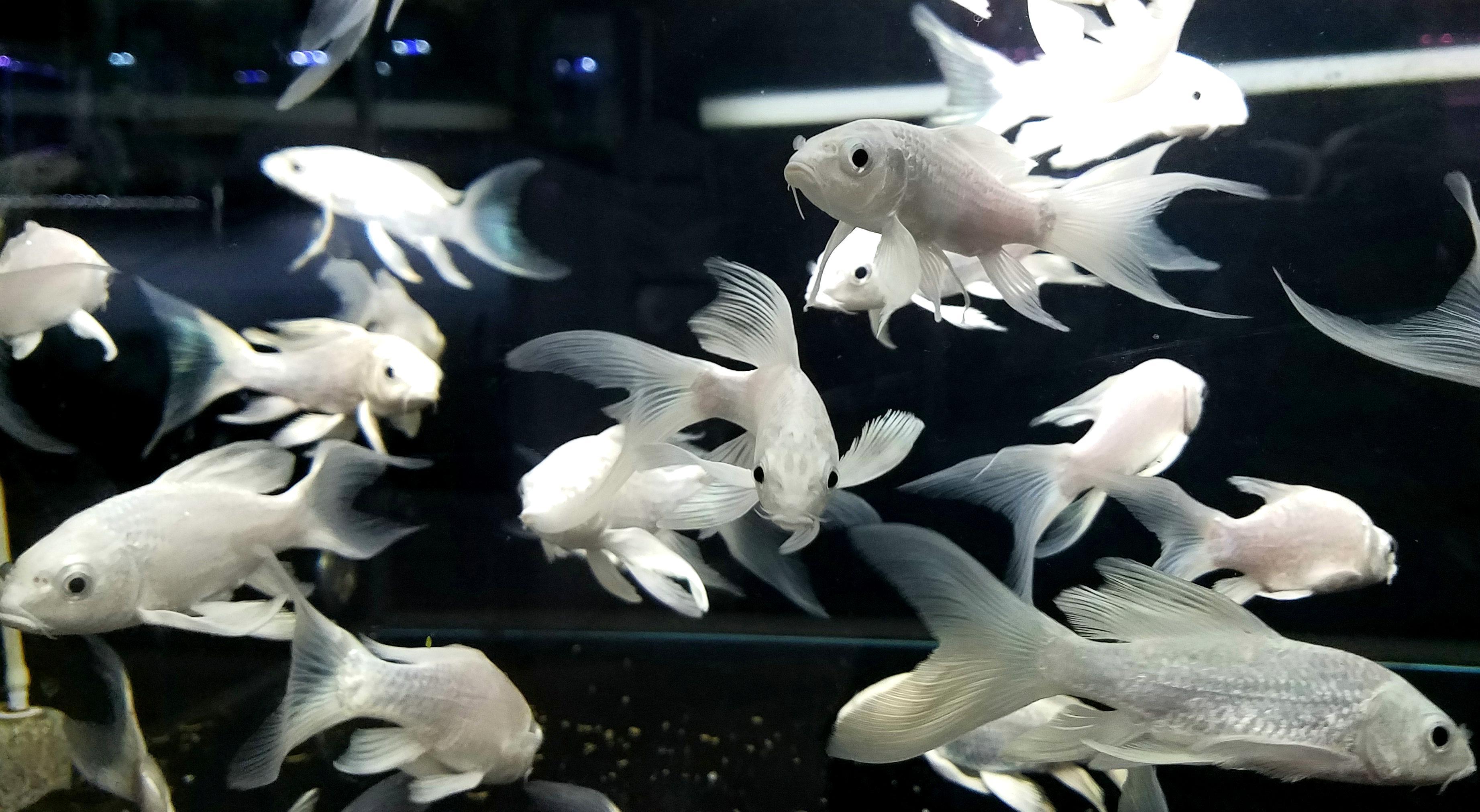 白金锦鲤属于黄金鲤的一种,在黄金鲤品种中是比较素雅的一种