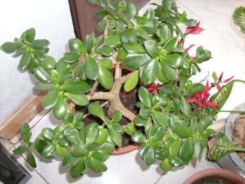 别人家的八宝兰枝繁叶茂,为什么我家的八宝兰不长?