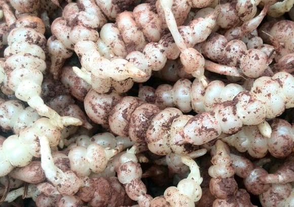 农村最受欢迎的野菜,现在成了农民的"金葫芦",风行全国!