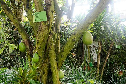 世界上"会爆炸"的树,并且爆炸时威力巨大,你知道是什么树吗