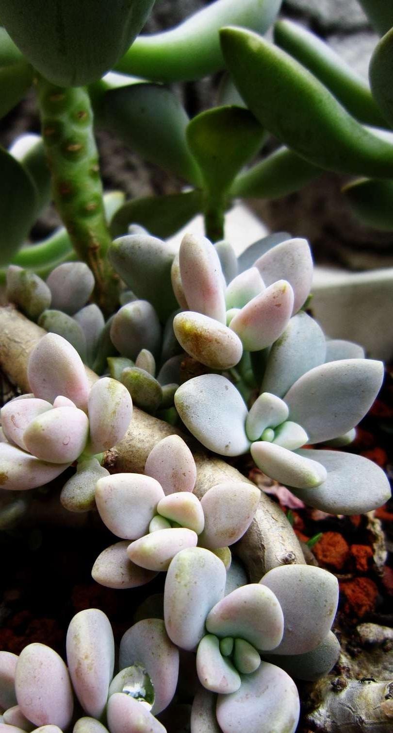 卵叶瓦莲知识科普,这些你可能不知道!