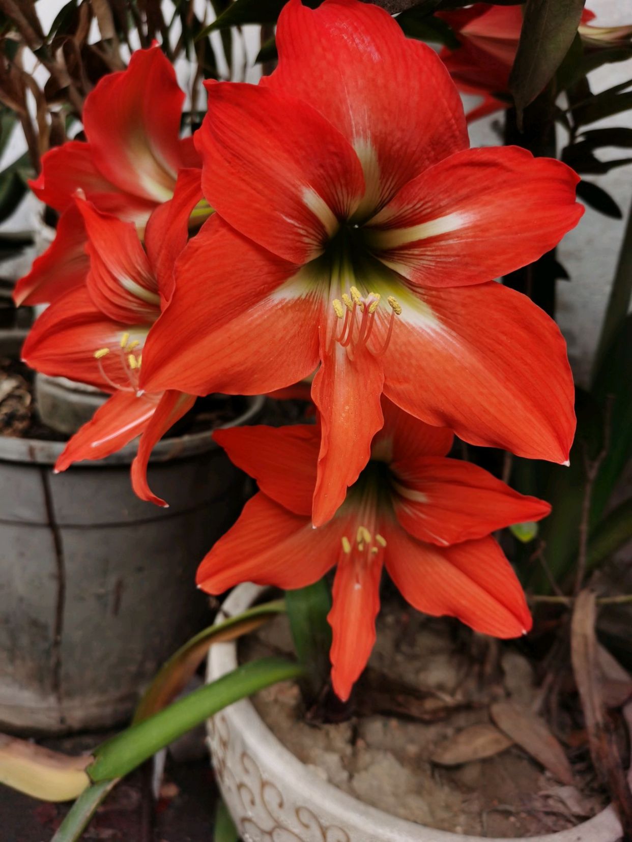 朱顶红的花语是什么?