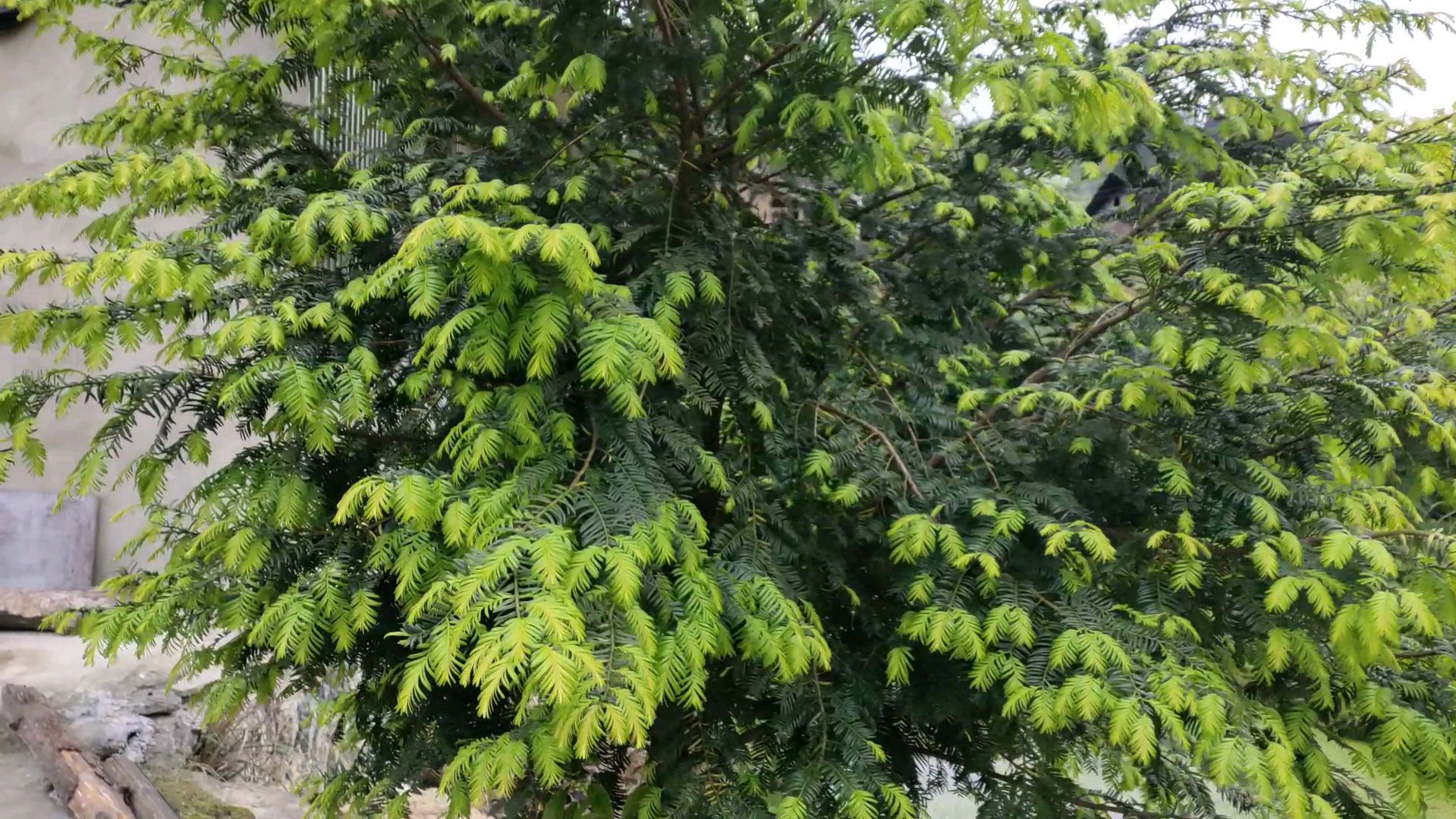 濒危物种红豆沙!