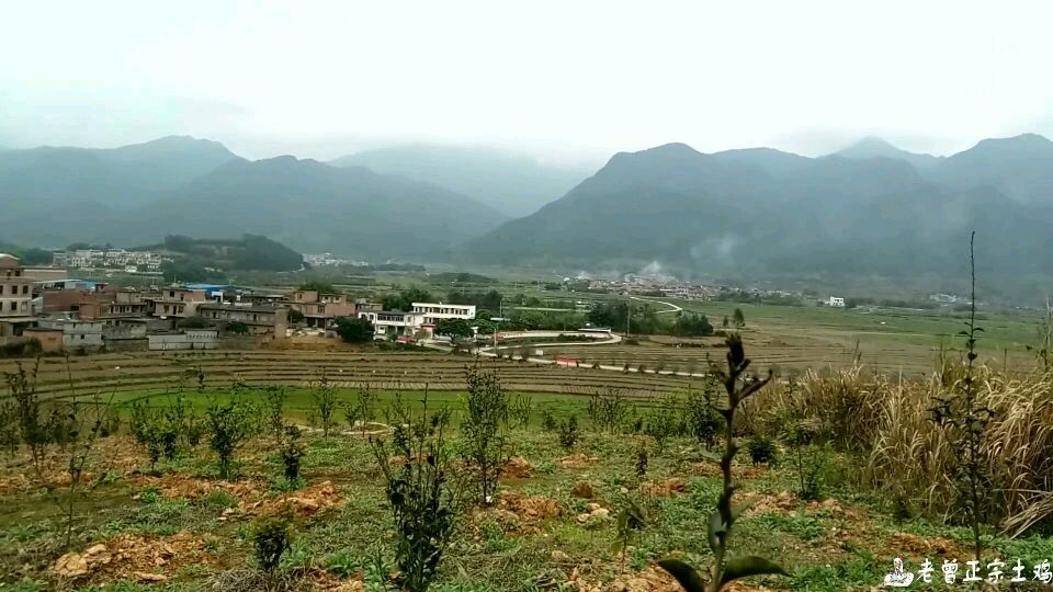 这位养鸡者实拍大明山脚下,田螺沉淀吐泥风水之地