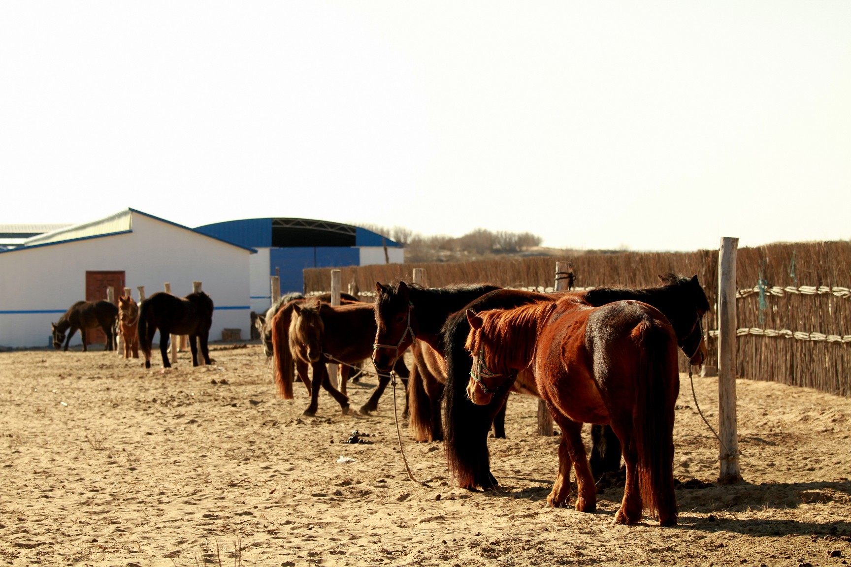 乌审蒙古马马养殖合作社外景