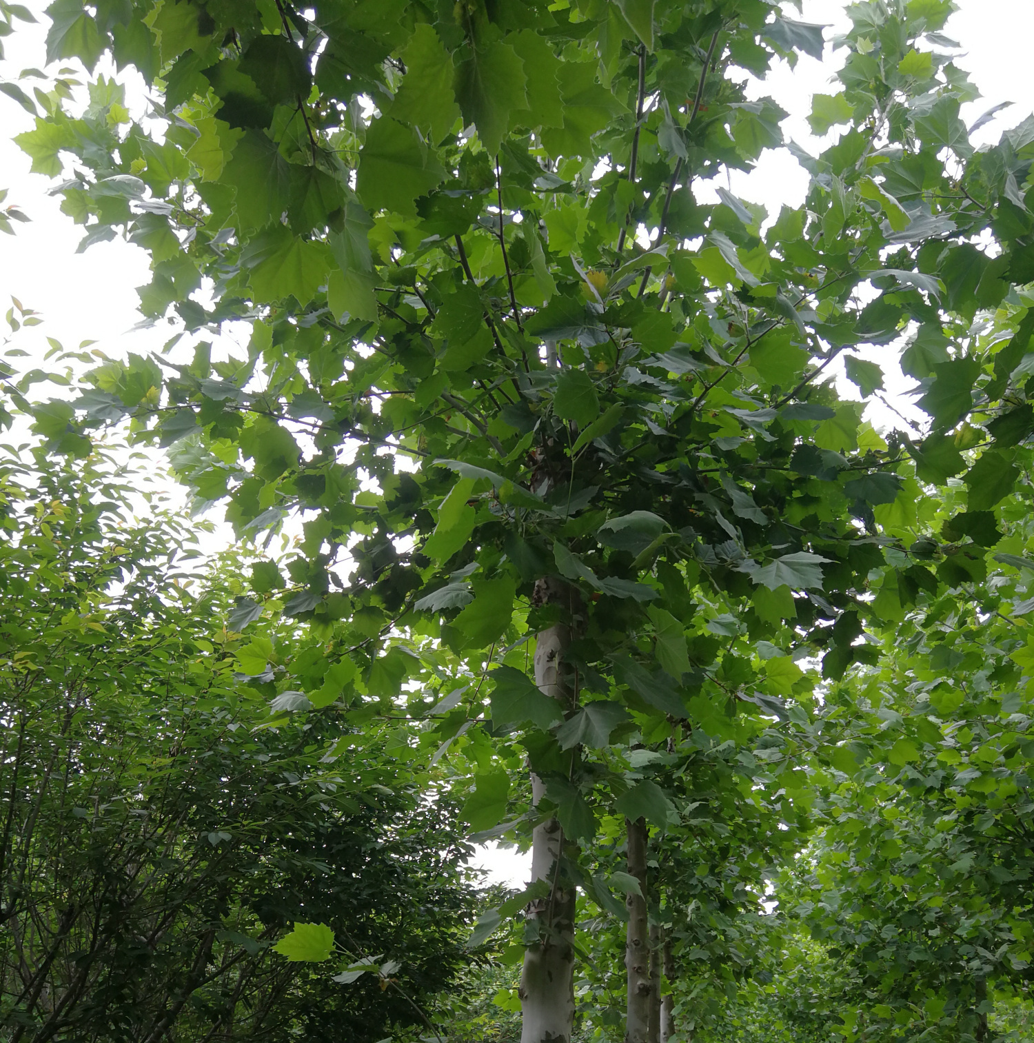 青島法桐百家號