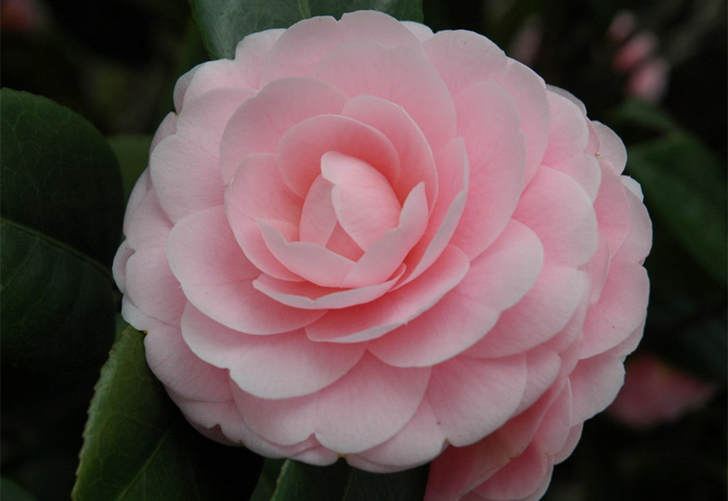 花中娇客茶花:虽是富贵姿,而非妖冶容