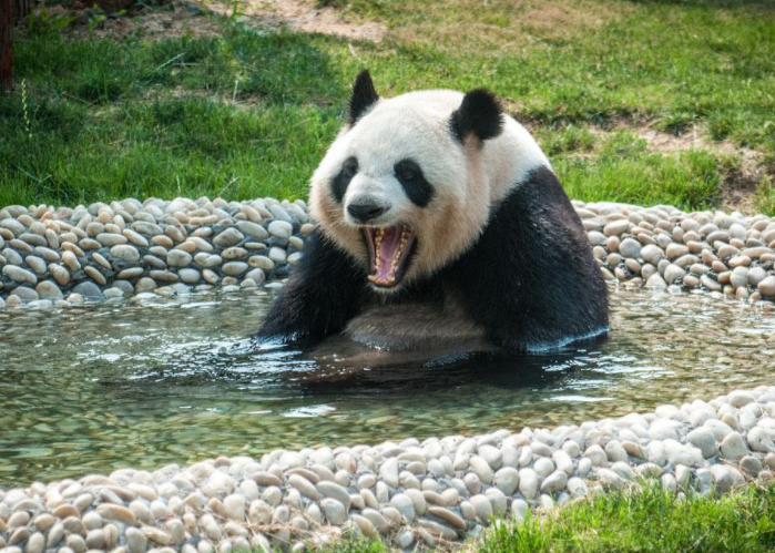 日本生活的大熊猫不幸意外死亡,国人怒了:把我们的国宝还给我们