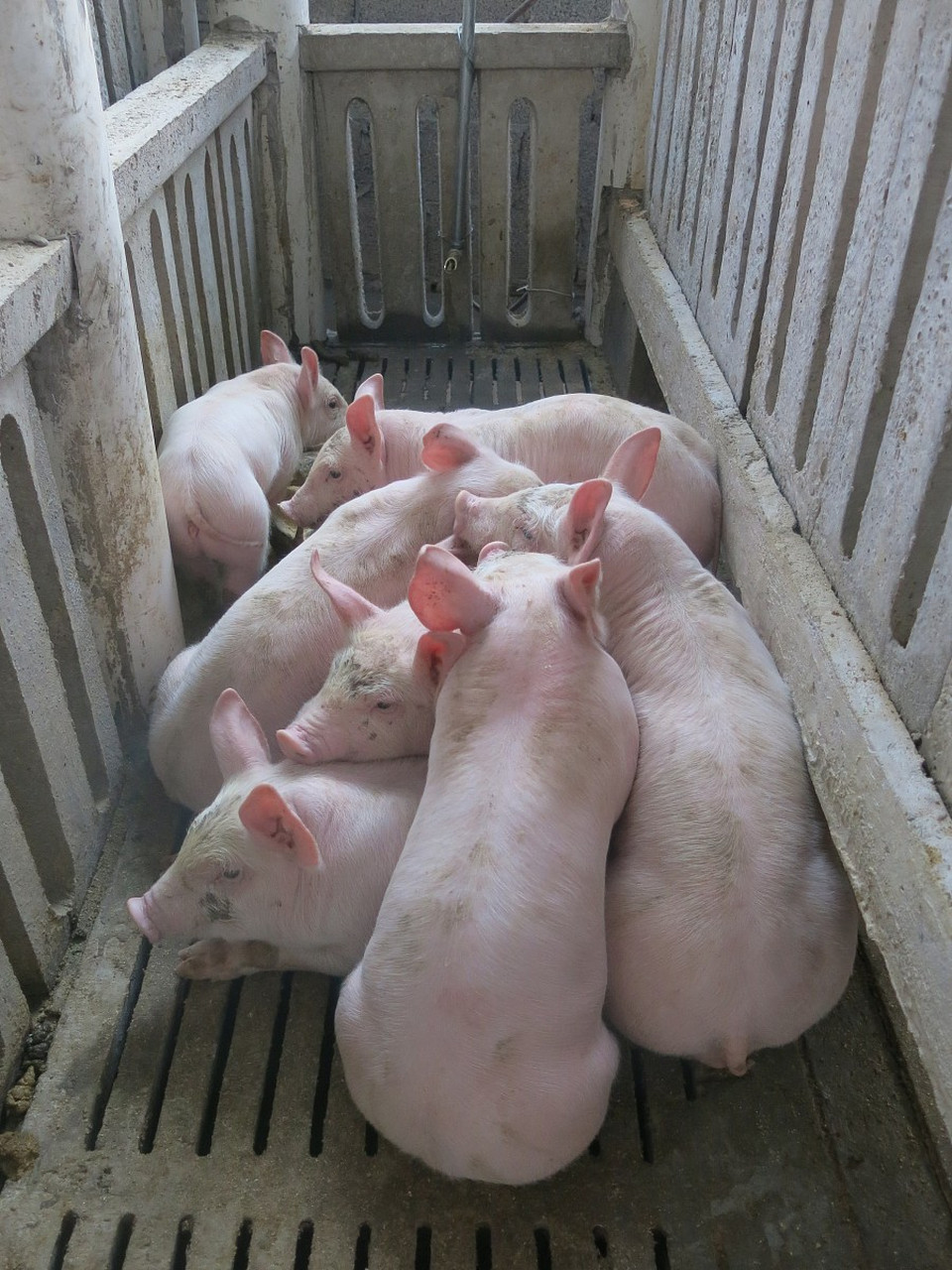 猪市突变紧急情况:今天8月30日,我们刚收到牧园销售通知,称全国生猪