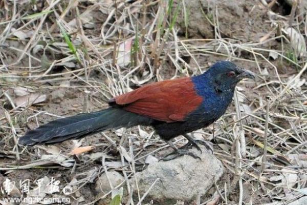 男子售卖19只"毛鸡"获刑16年 开始想泡酒治风湿病