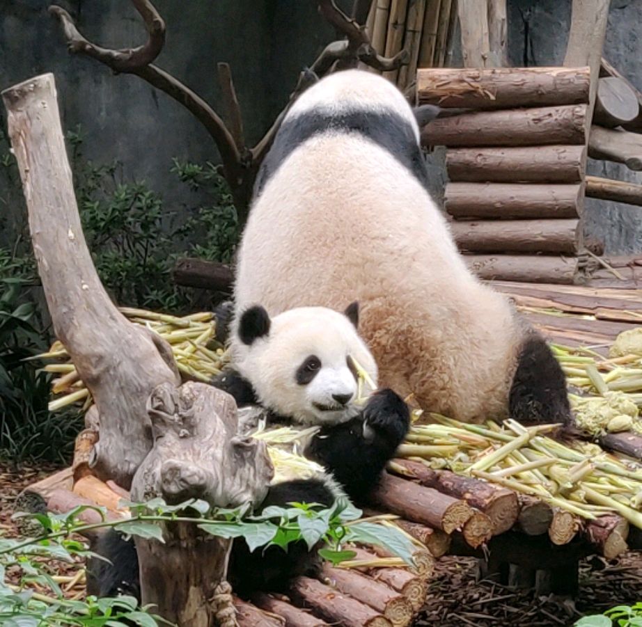 可爱熊猫团子合集,大家来看看吧