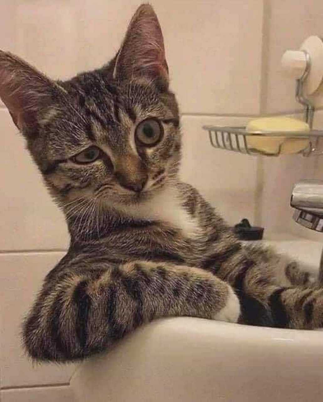 万物皆可云#【云吸猫】这坐姿这眼神好嚣张的样子~!