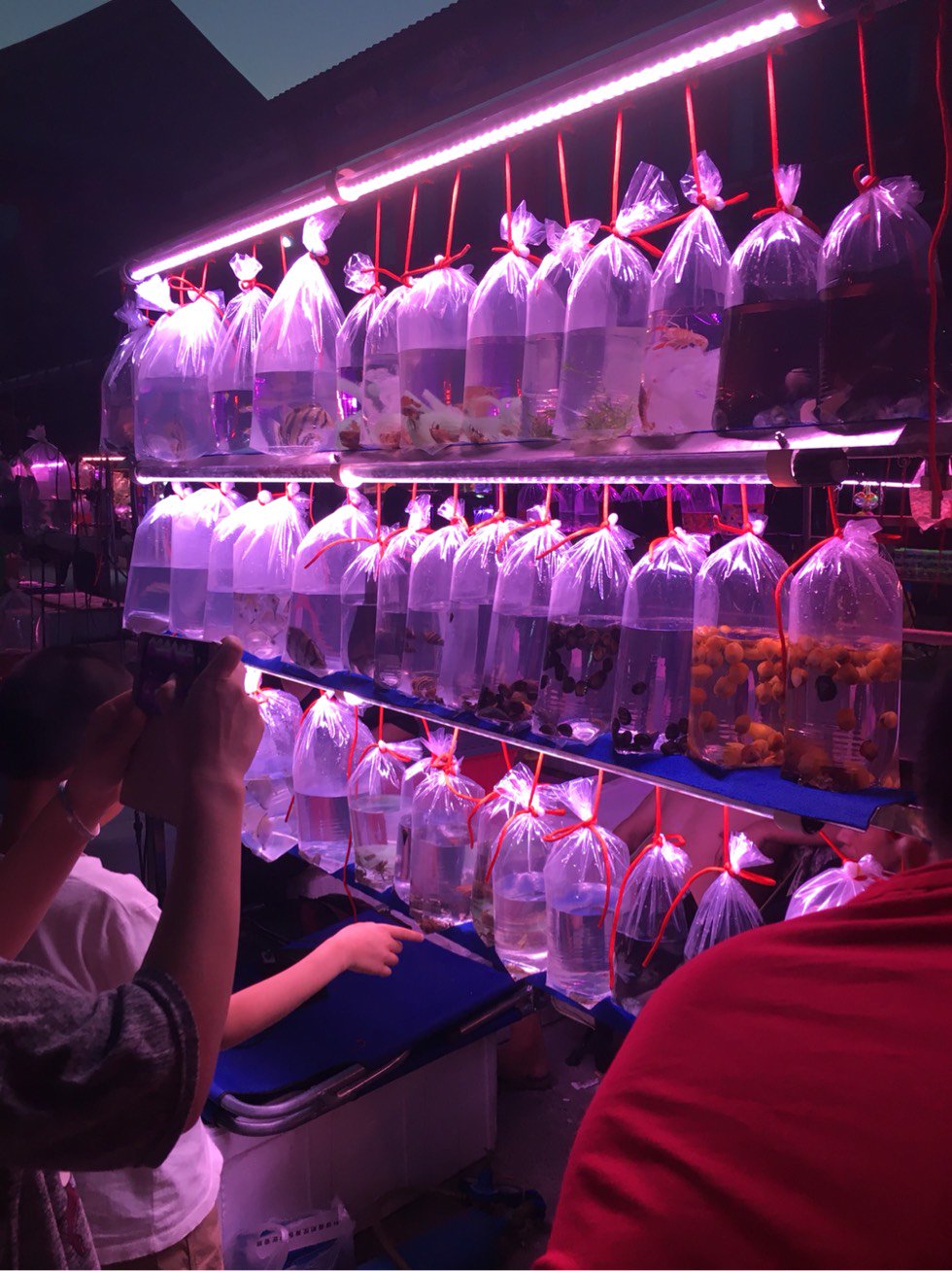 探访高碑店华声天桥观赏鱼市场最强攻略