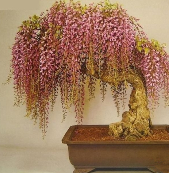 盆栽紫藤具有香味,是居室庭院栽培的优良花卉,怎样养好紫藤?