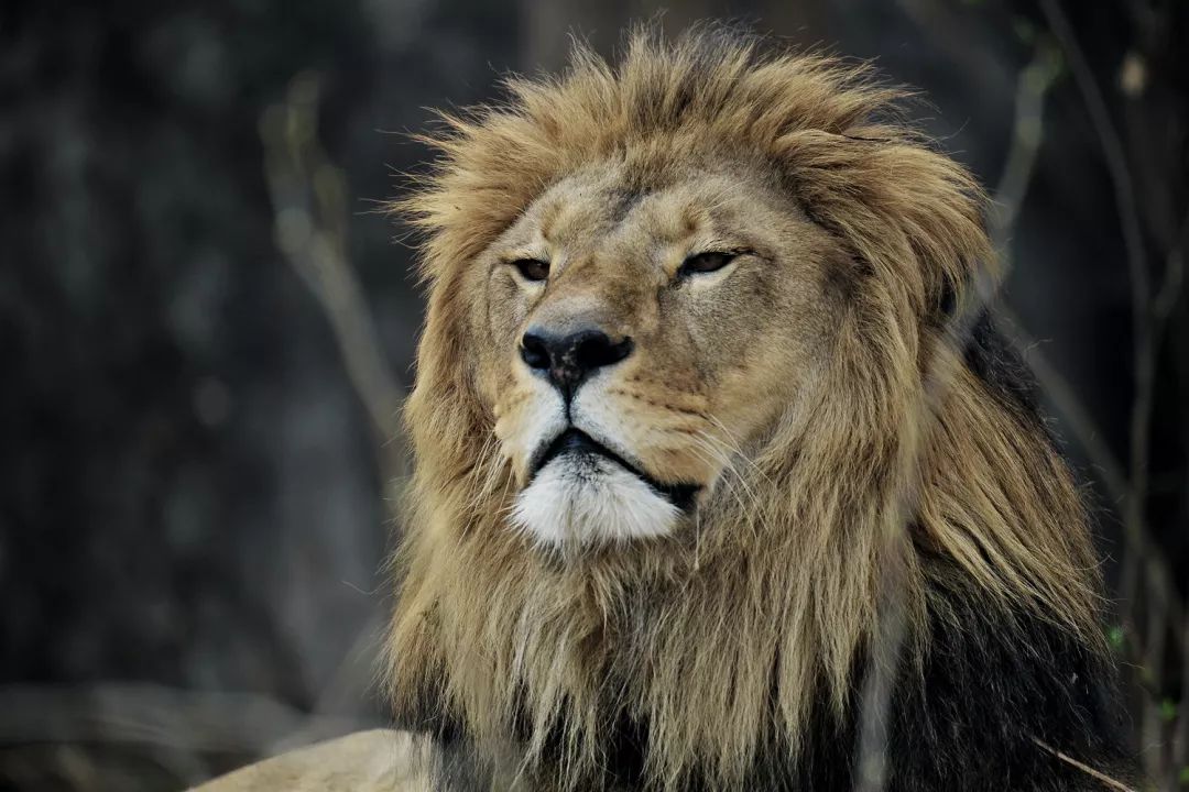 这是狼王,凶不凶?