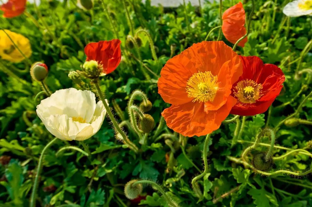 开花特别迷人的虞美人,当真是花界的"美人"啊