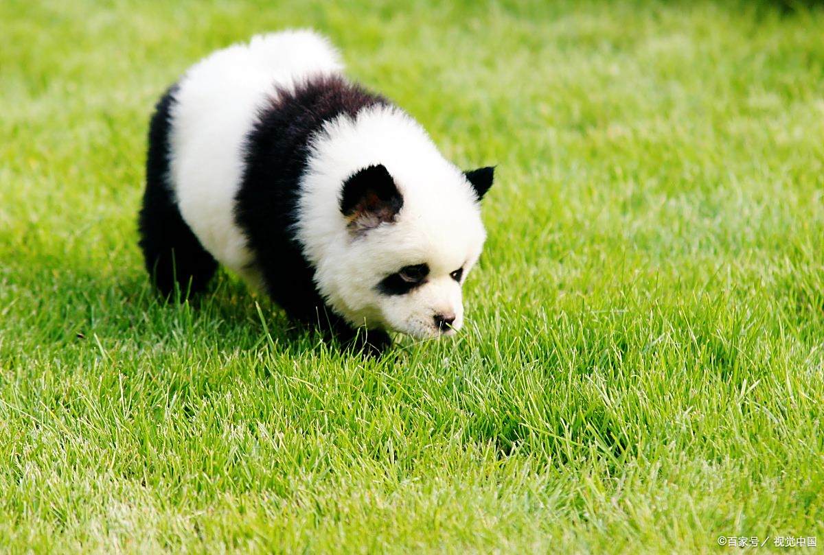 多可爱的小狗狗