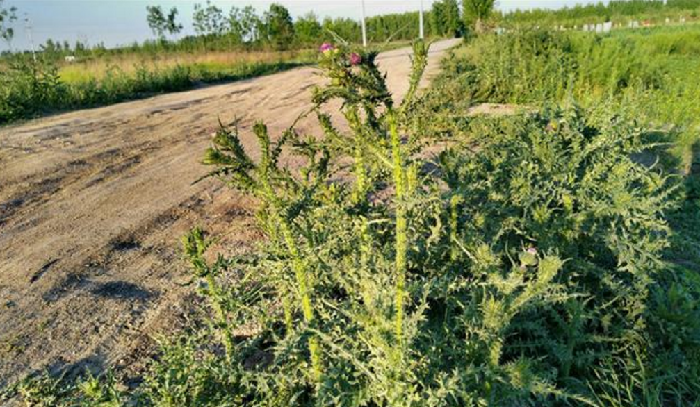 农村这种野草浑身都是刺,曾经被嫌弃,如今却身价暴增!