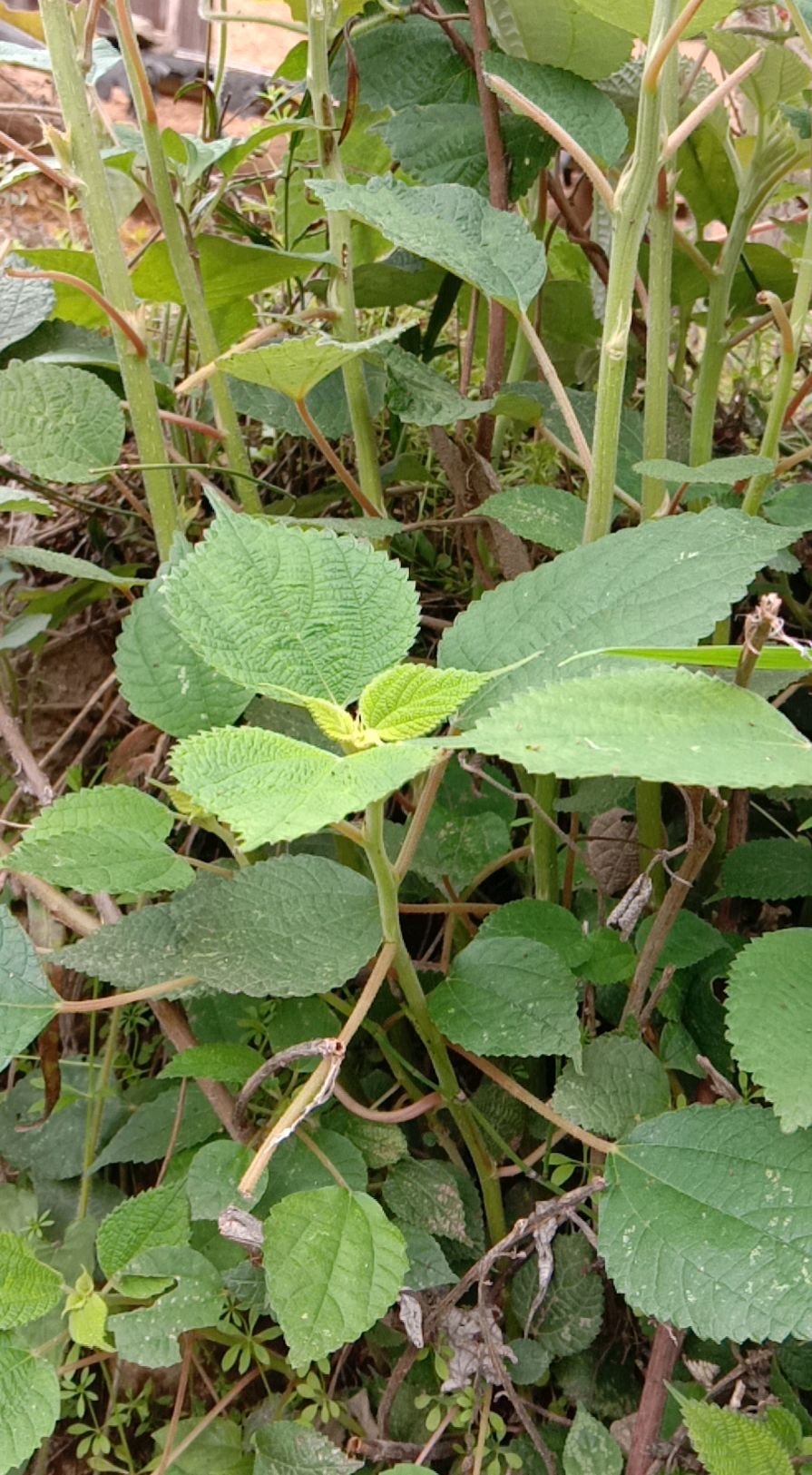 客家美食"苎叶粄"