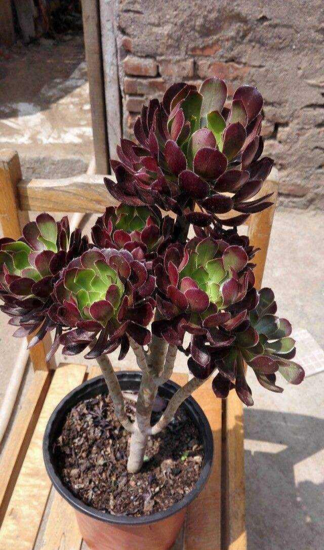 多肉法师有弱点,阳光晒多了就徒长,照着头砍一刀,造型美蹿新叶