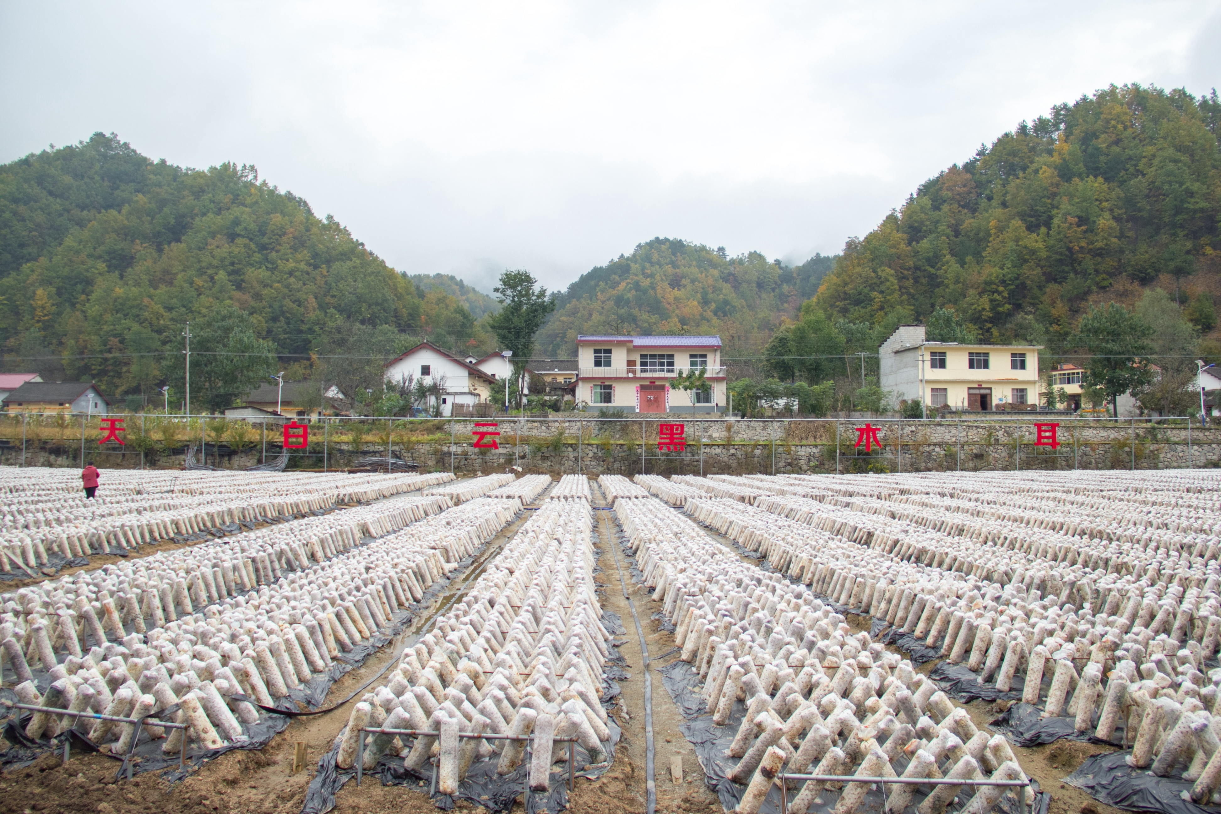 做强,做优木耳这一"增收致富奔小康"的脱贫产业,使柞水木耳走出陕西