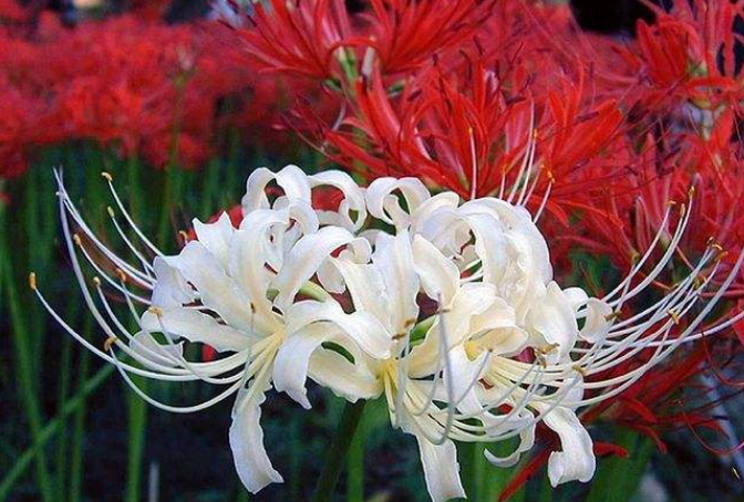 花语"最悲伤"的花草,彼岸花排第2,第1美丽外表藏着无尽悲伤