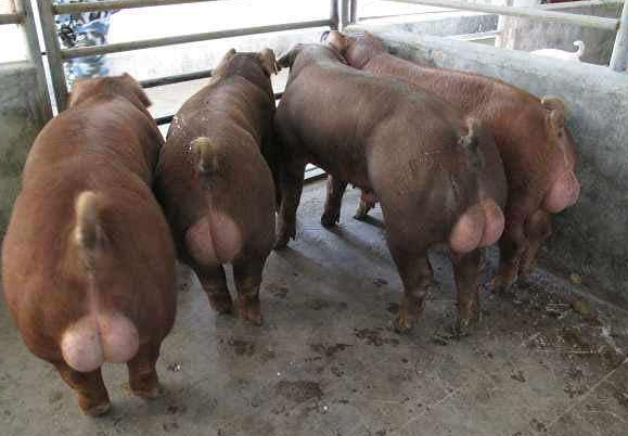 它是美国的杂交猪,浑身长满肌肉,看起来就像"绿巨人"