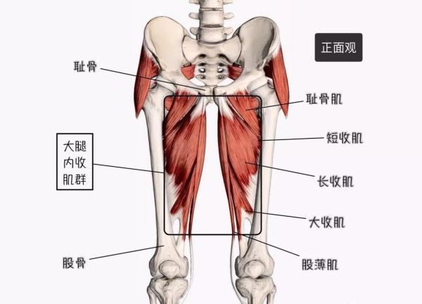 臀部肌肉分布图图片