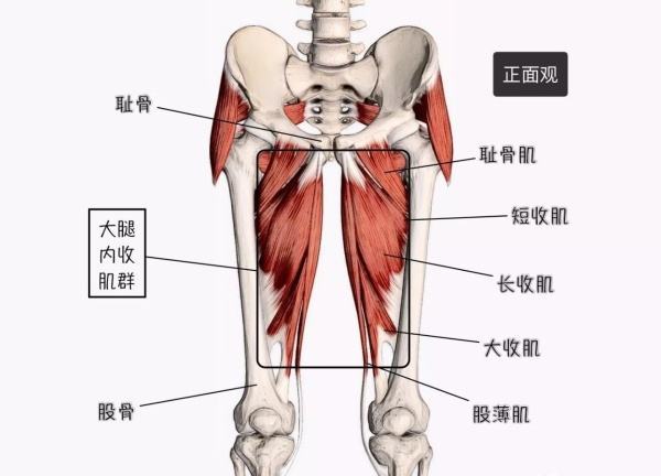 臀部肌群无力,越练"腿"越粗-四个动作激活臀部肌群