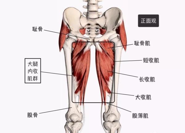 臀大肌位置图解图片