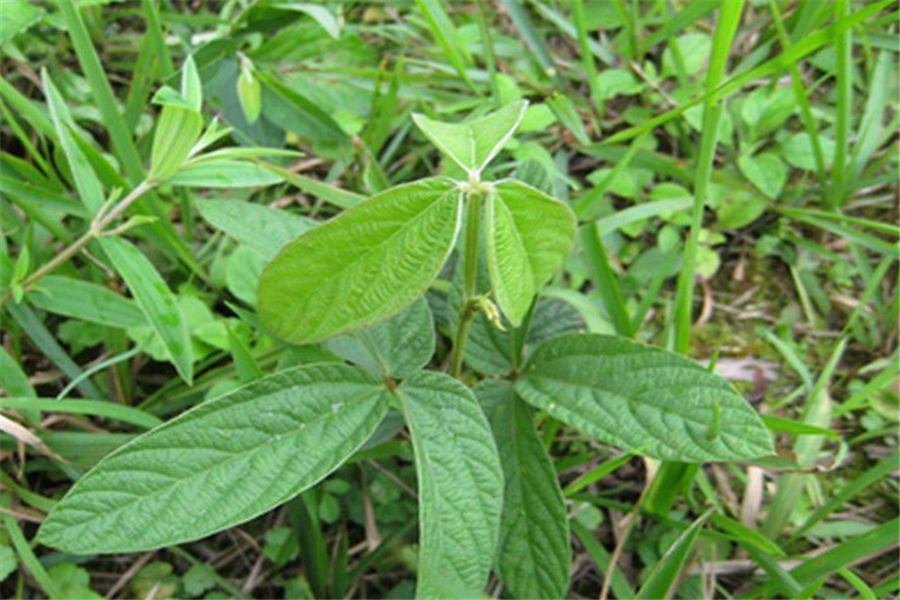 土壤- 热门商品专区