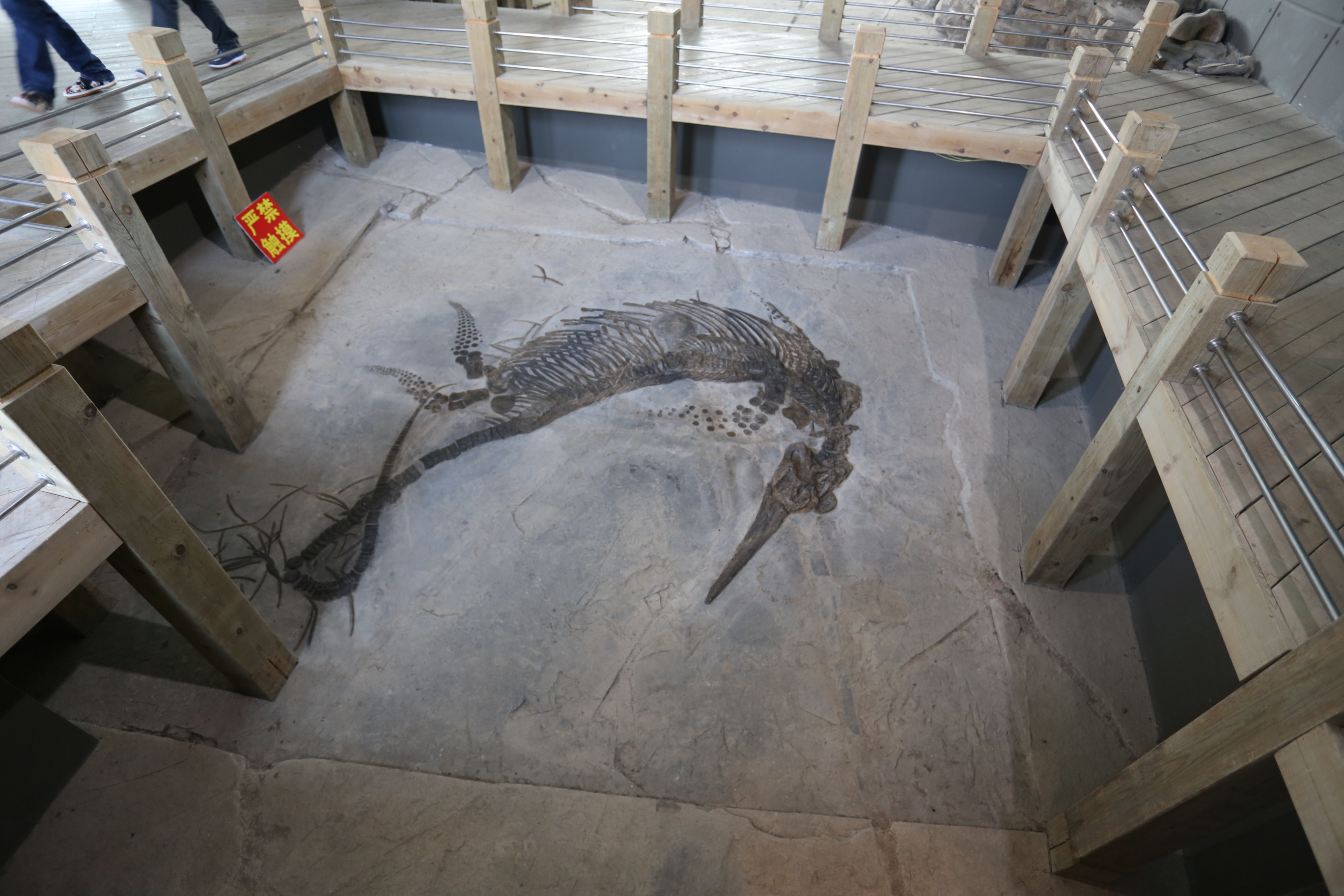 贵州发现"新中国龙"化石,世界上真的有龙吗?考古学家揭示真相