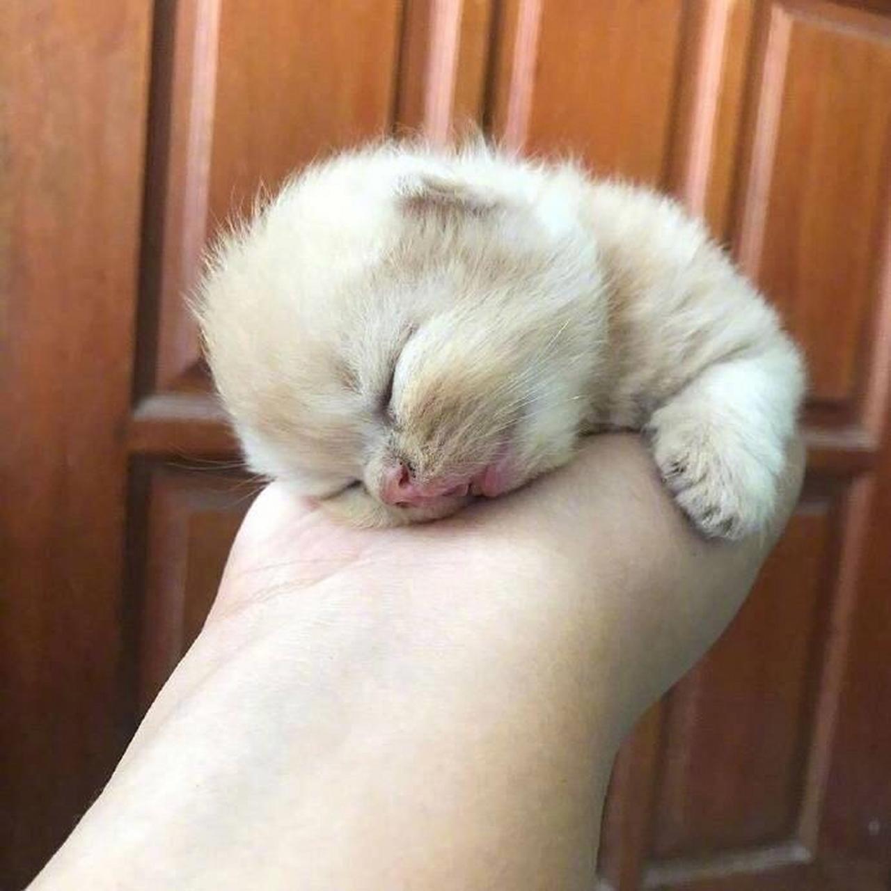 万物皆可云#【云吸猫】手掌中的小猫咪!