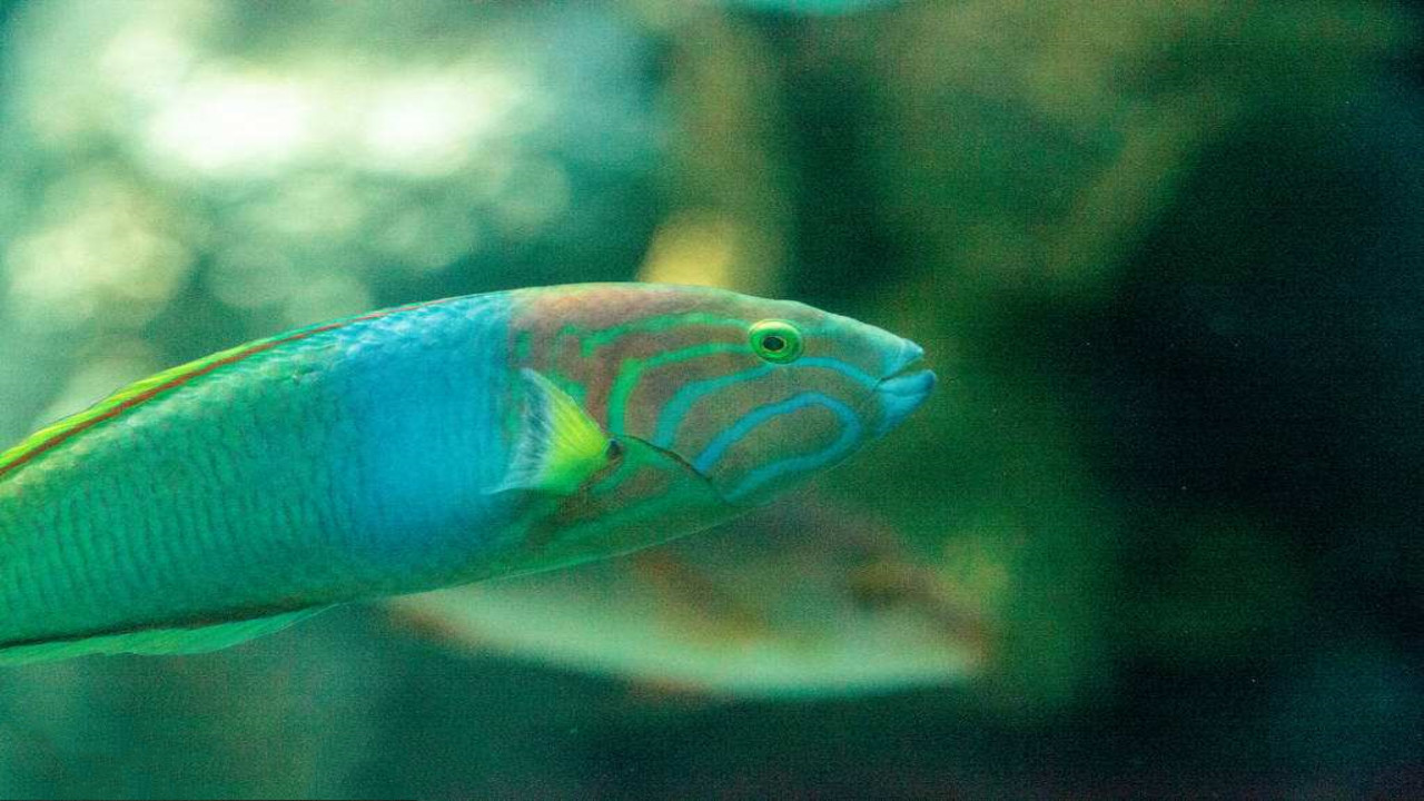 新月锦鱼,非常漂亮的海水观赏鱼,几招让您上手饲养