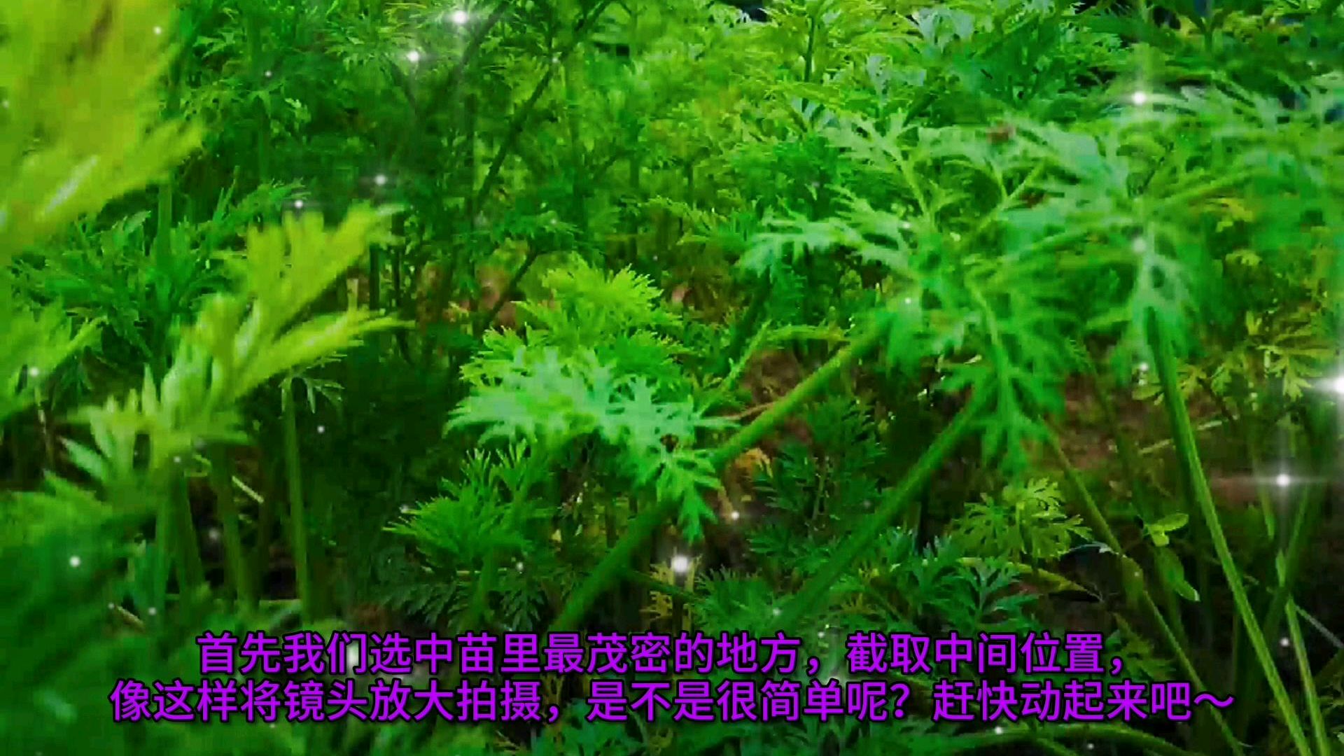 教你如何把胡萝卜苗拍出森林的感觉?