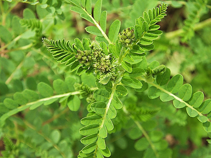 这味药材是高血压的克星,还能排毒护肝,健脾止汗!