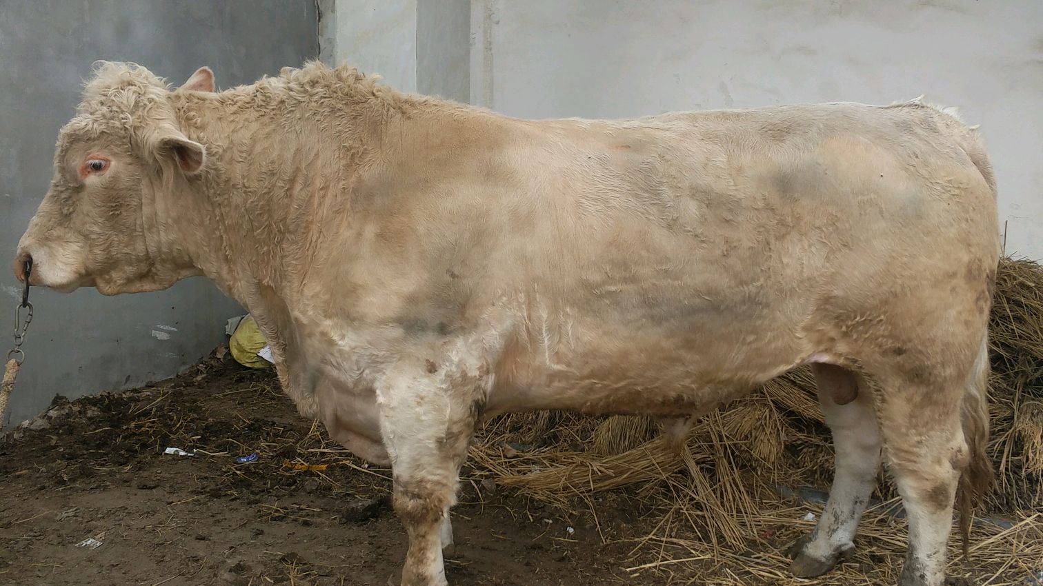 世界顶级肉牛品种夏洛莱牛