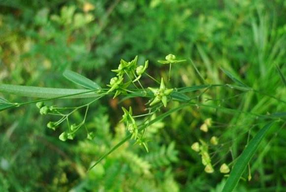 有一种药草叫做"徐长卿",在农村很常见