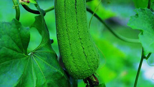 "夏瓜秋果",夏季末尾吃这三种瓜,清热解暑效果好