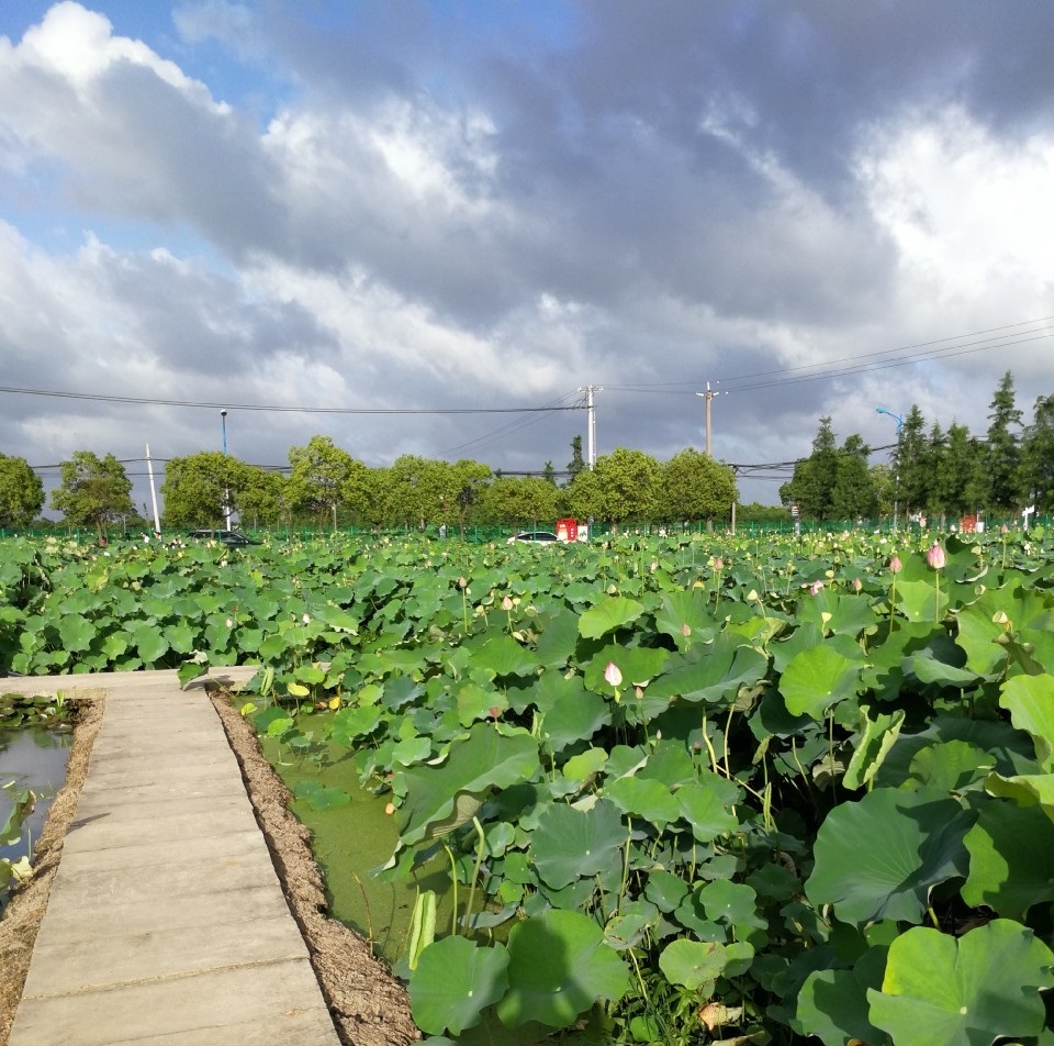 上海市松江区为新浜镇给出新定位:风景很好的浦南乡村小镇