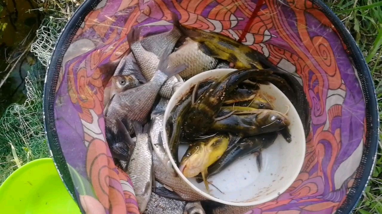 手竿作钓昂刺鱼,学会这样去打窝,聚鱼快钓得多!