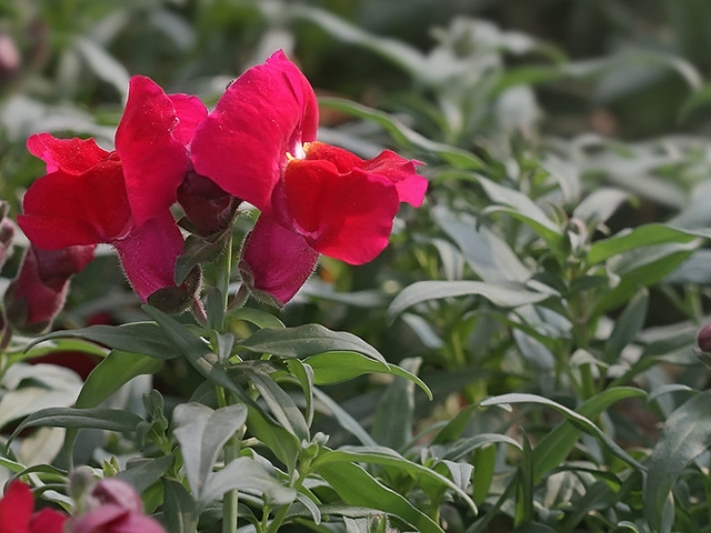 金鱼草性喜凉爽气候,是长日照植物,现为世界广泛栽培的草花之一