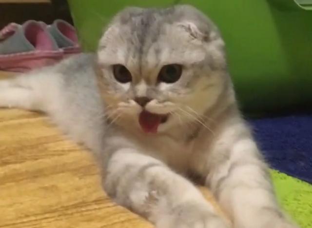 小猫咪吃辣,辣到怀疑人生,瞪大眼睛直吐舌头,小怂样萌炸了!