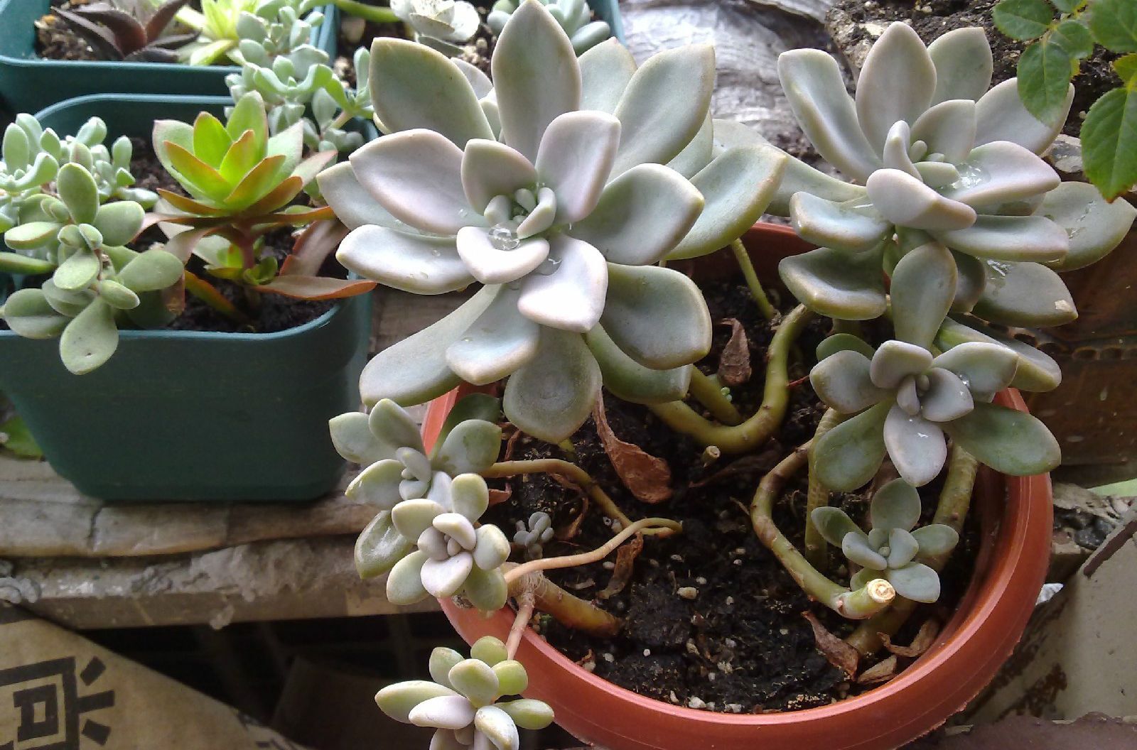 冬美人别称东美人