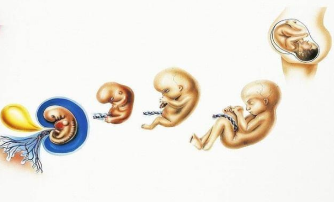 十四周胎儿性别区别图图片