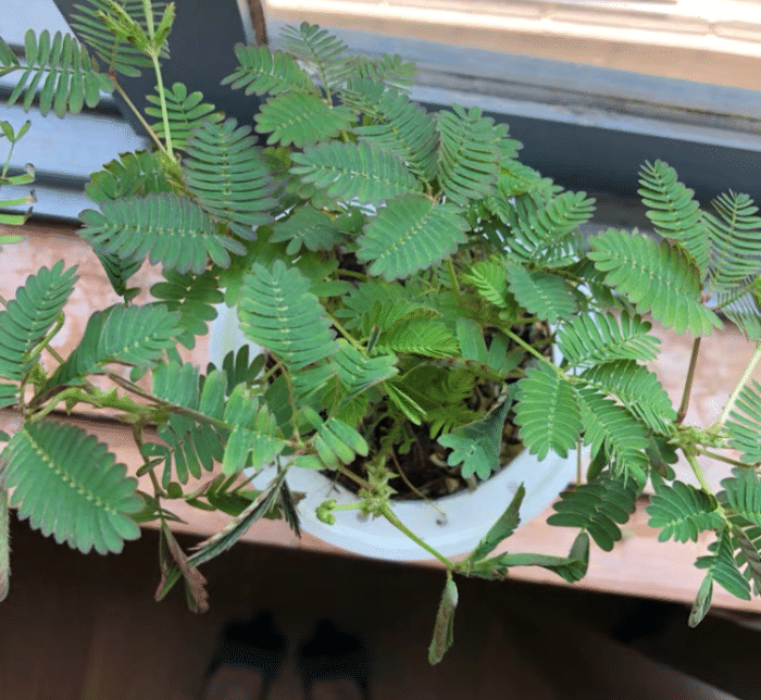 植物界的软妹子,羞答答的含羞草,看看你喜欢吗?