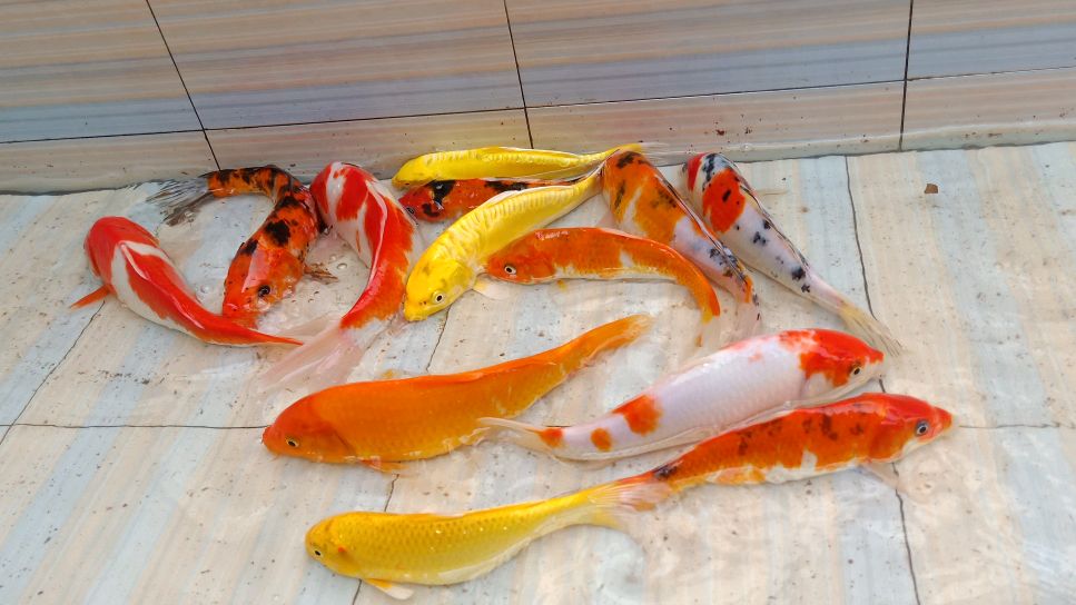 买了十三条锦鲤鱼来养,很多网友都说这种鱼不好养也不好看