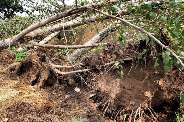 果树根系在地下是如何分布的?如何利用分布特征提高其生长能力?